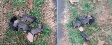 cuccioli abbandonati strada