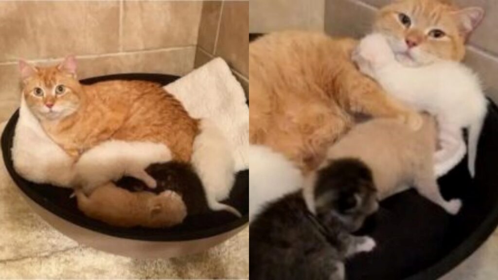 mamma gatto con i cuccioli