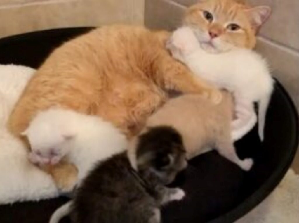 mamma gatto con i cuccioli