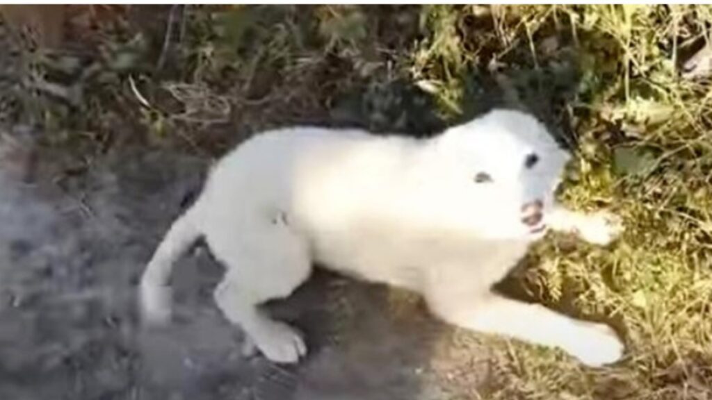 Corridore salva un cucciolo