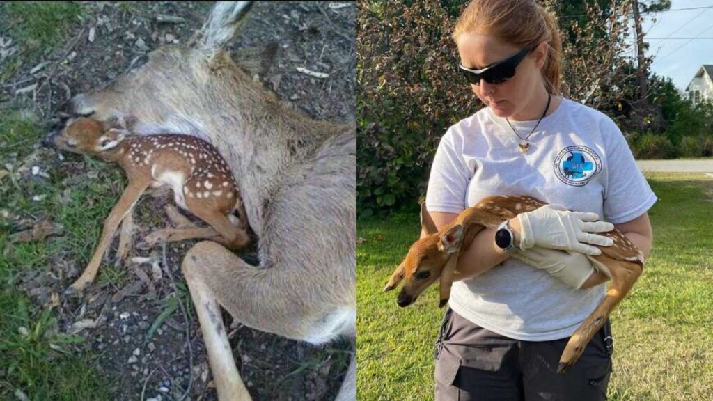 cucciolo di cervo con volontaria