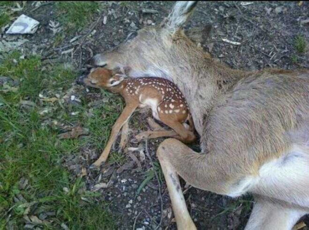 cucciolo di cervo con madre morta