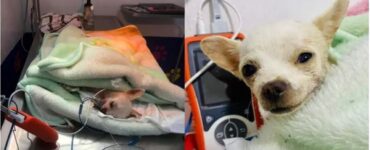cucciolo eroe clinica