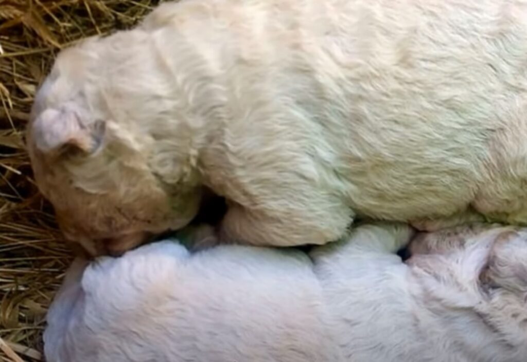 cucciolo ferito viene abbandonato