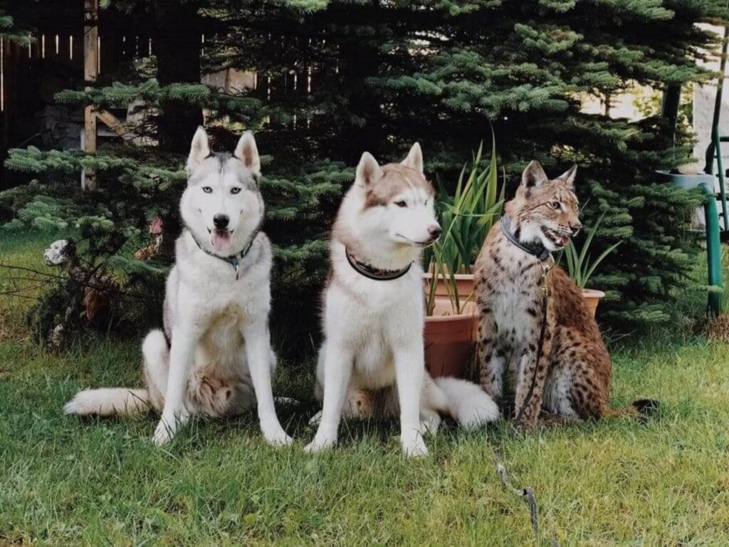 due linci fanno amicizia con 6 husky