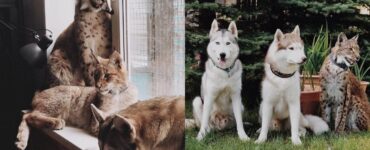 due linci fanno amicizia con 6 husky