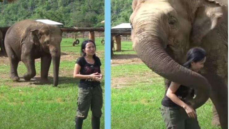elefante curioso intervista