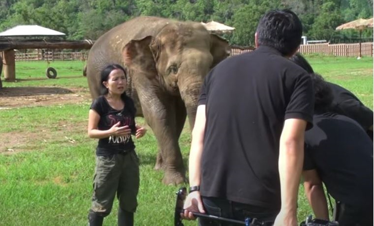 elefante curioso coccole