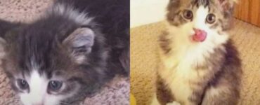 gatto con malattia alle zampe
