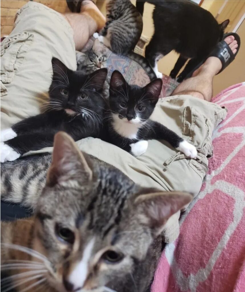 famiglia di gattini conquista un volontario