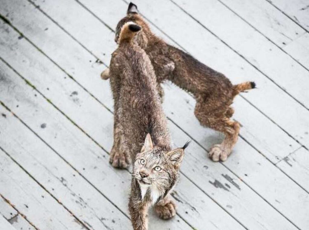 mamma lince con piccolo