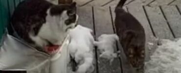 gang di animali gatti