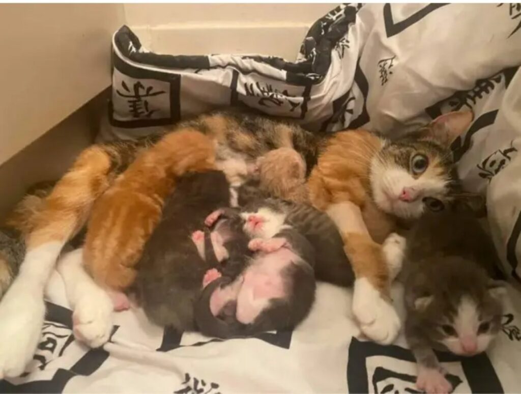 Gatta partorisce sette cuccioli