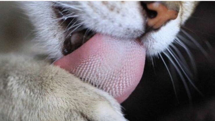 Le caratteristiche della lingua dei gatti