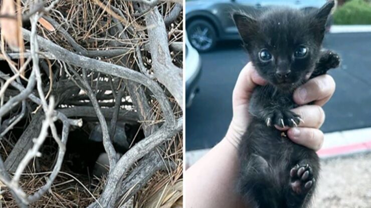 gattina torna cucciolo