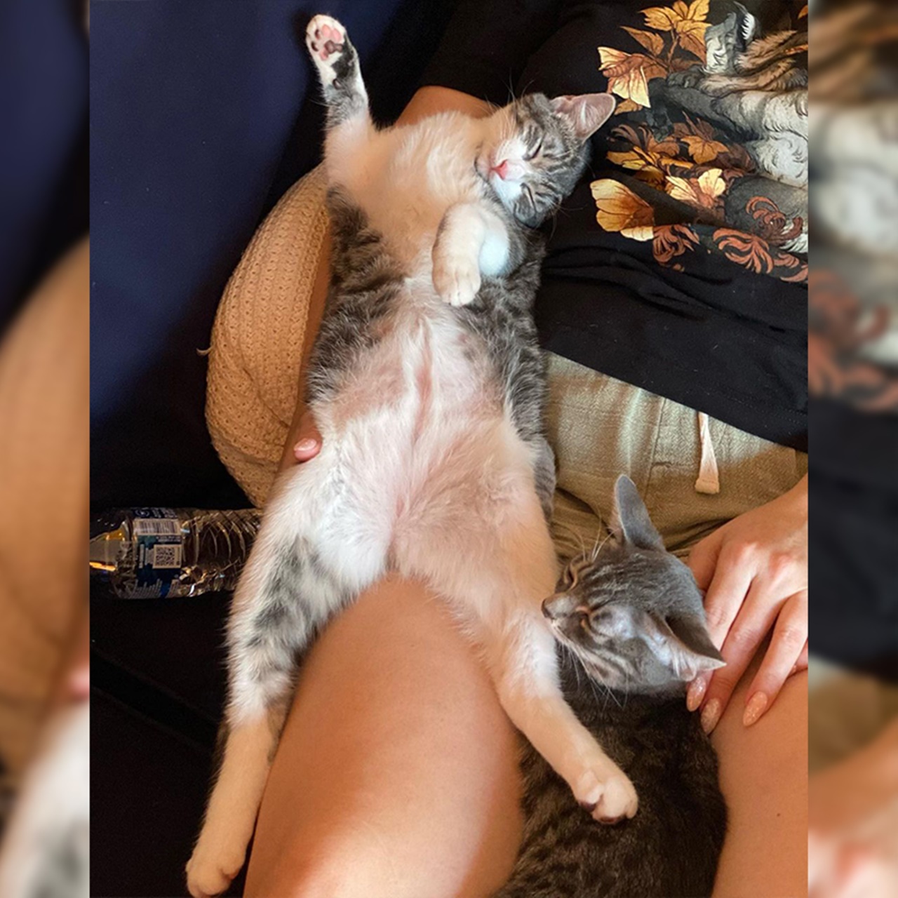 gattine salvate stretching