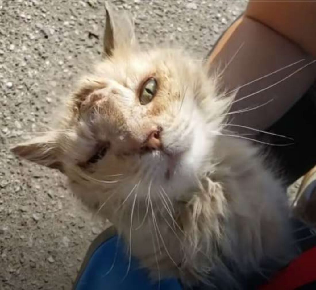 gattino abbandonato durante il caldo tremendo