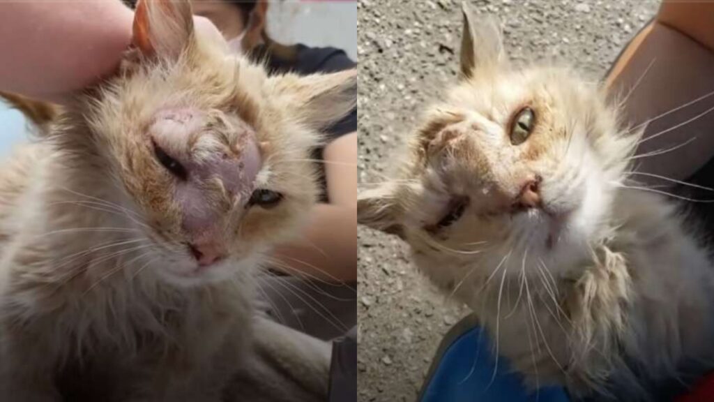 gattino abbandonato durante il caldo tremendo