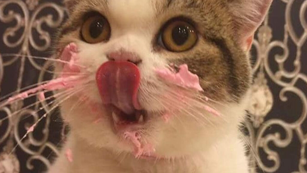 gatto mangia torta 