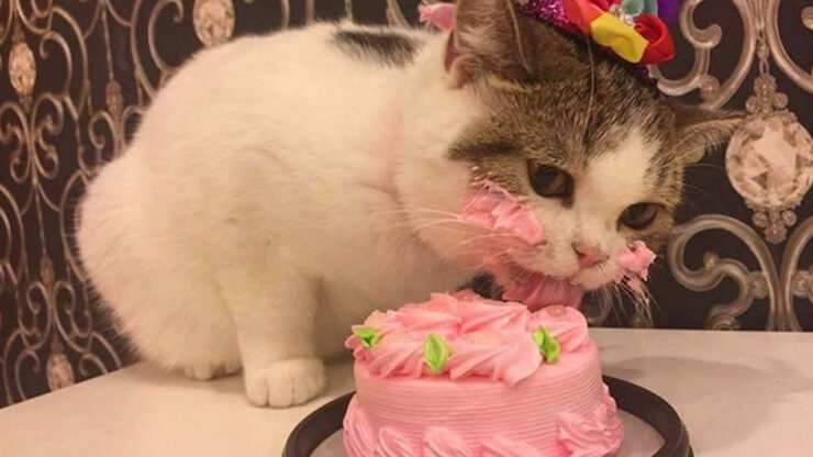 gatto mangia torta