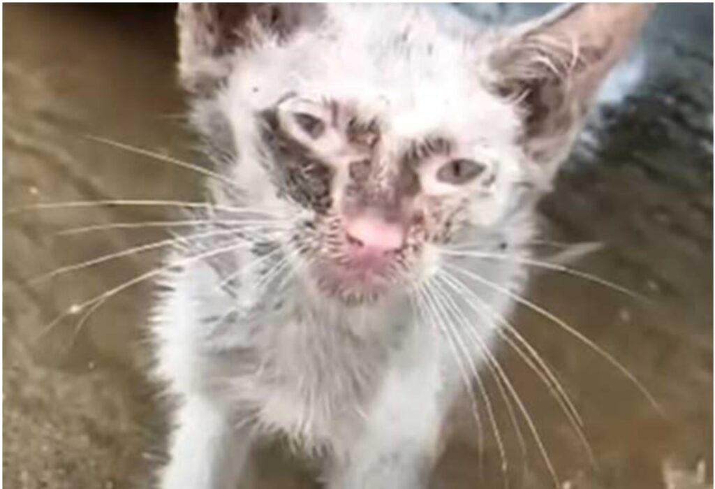 Gatto ritrovato in un'auto