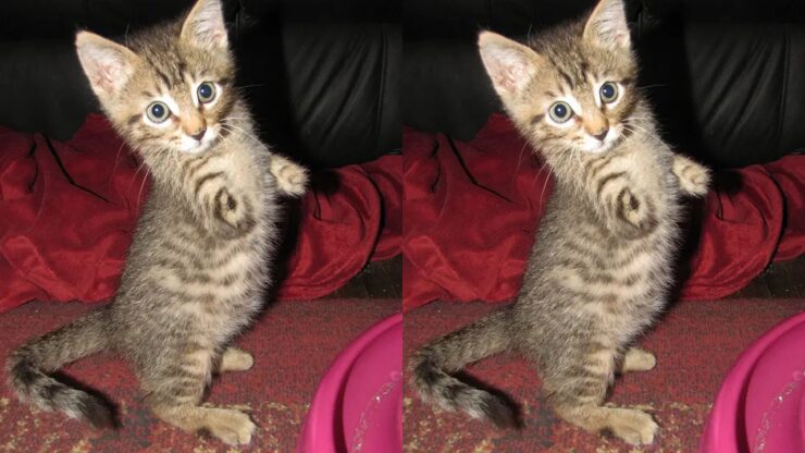 Gatto giocherellone