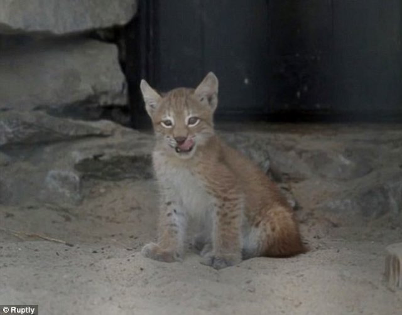 gatto adotta lince