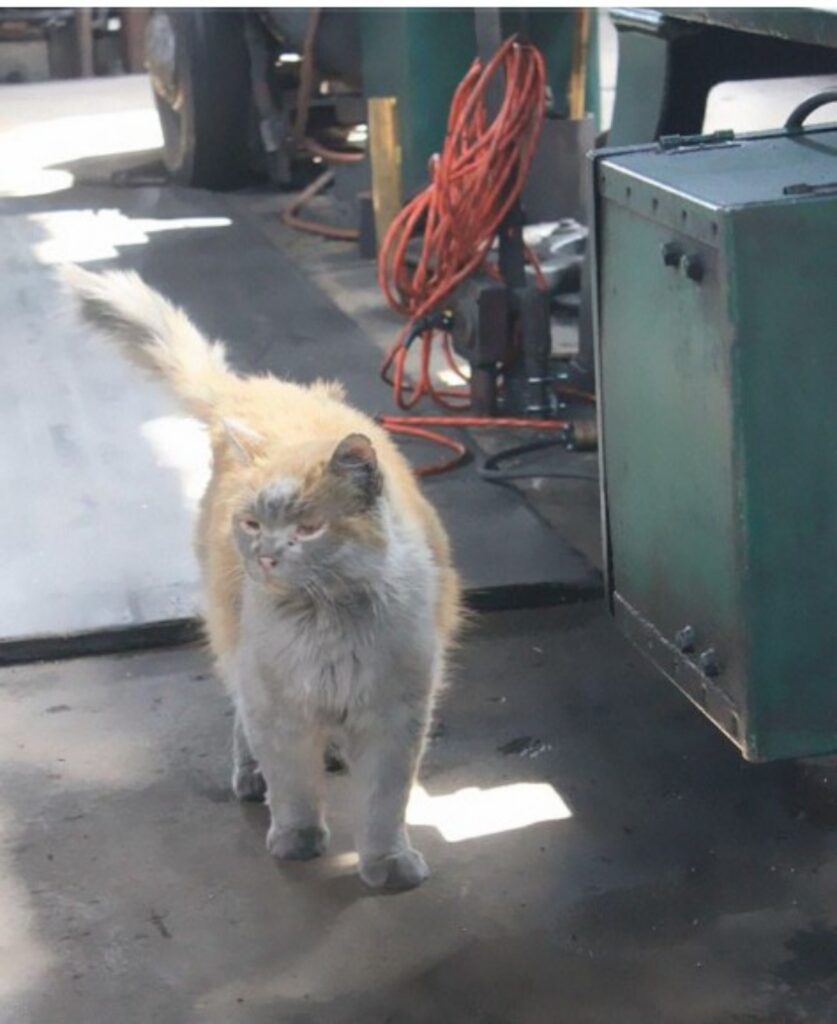 Il gatto, la mascotte della ferrovia