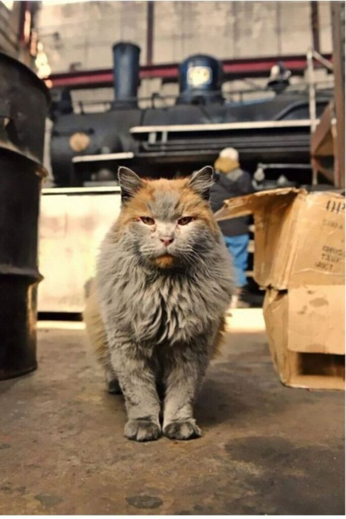 Il gatto, la mascotte della ferrovia