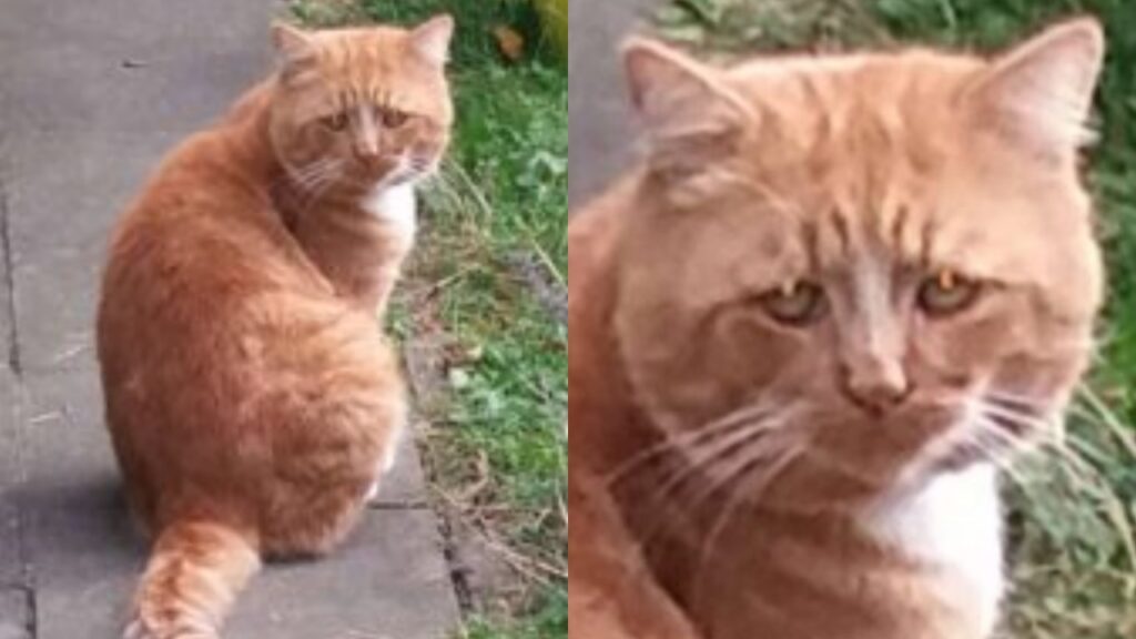 gatto paffuto con espressione triste