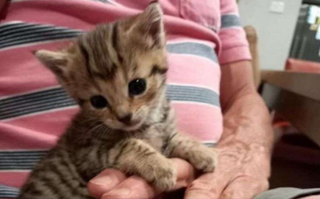 Gatto salvato da un parco nazionale