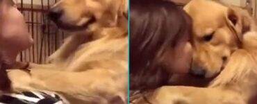 golden retriever piange abbraccio