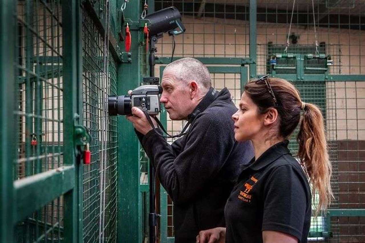 grandi felini fotografie