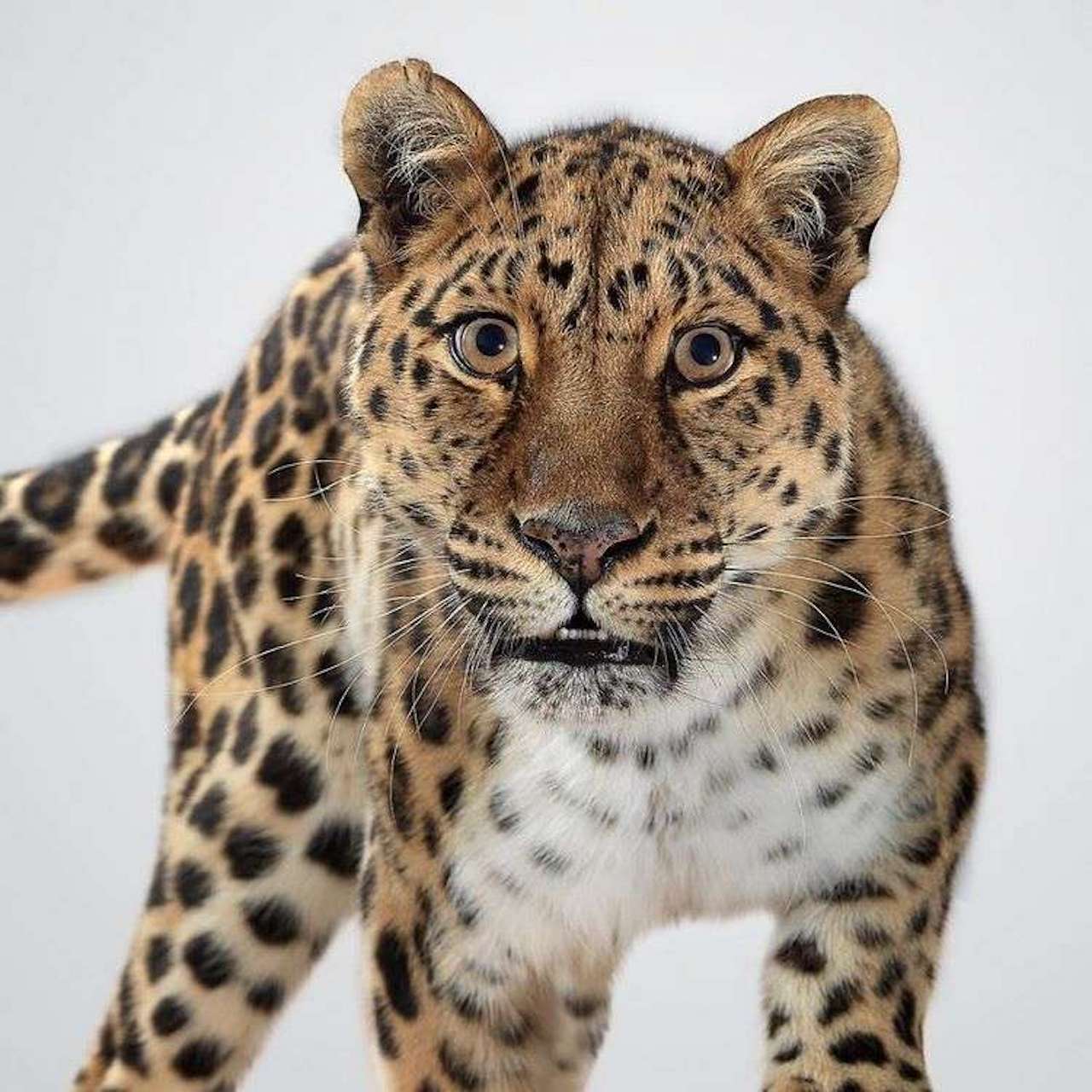 grandi felini fotografie