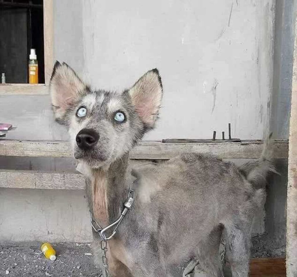 husky abbandonato