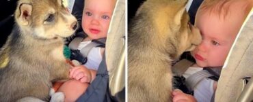 husky entra culla