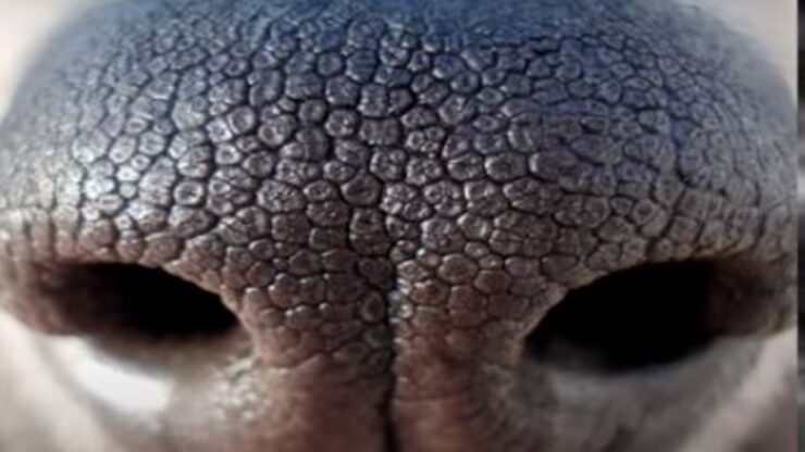 i cani capiscono naso squame