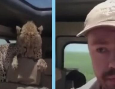 uomo fa incontro con un ghepardo