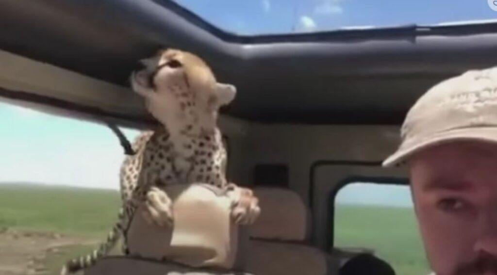 ghepardo sul sedile