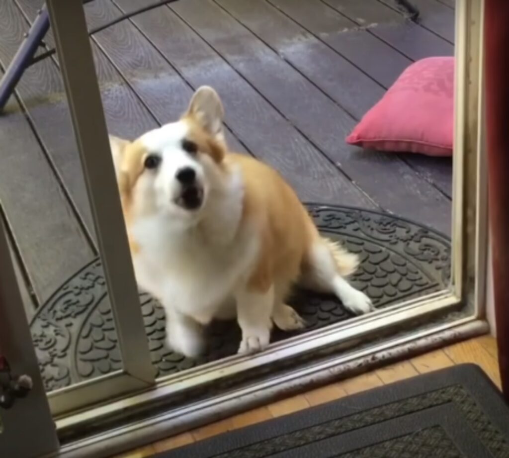 cane alla finestra