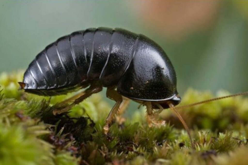 Insetti a sfera utili al nutrimento delle piante