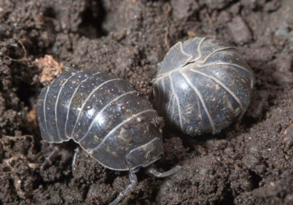 Insetti a sfera utili al nutrimento delle piante