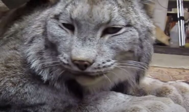 la lince canadese grigia