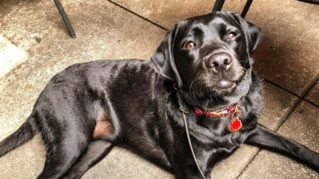 Labrador si prende cura del suo amico