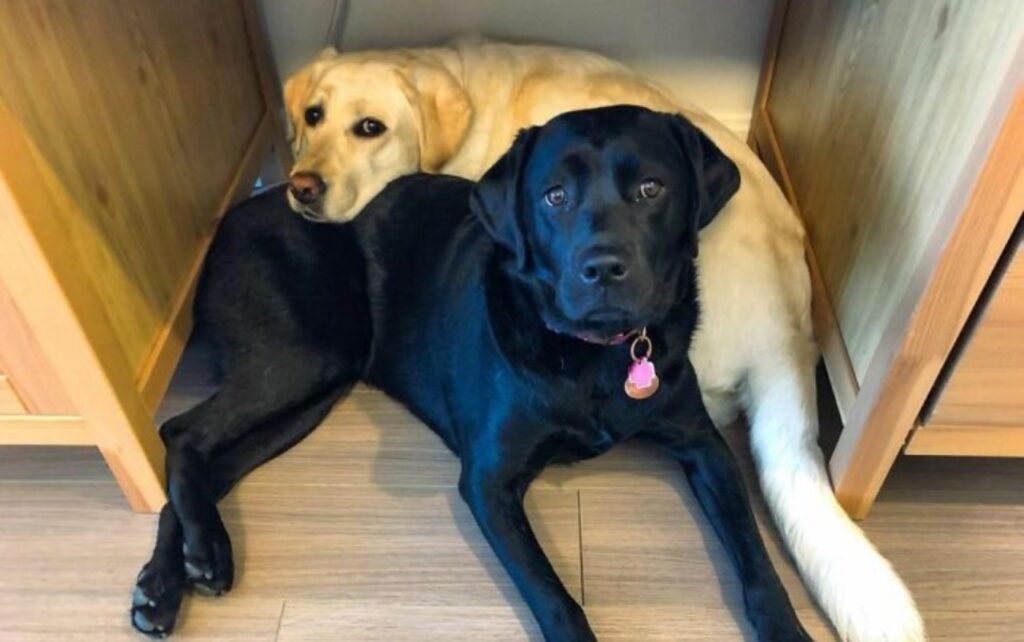 Labrador si prende cura del suo amico