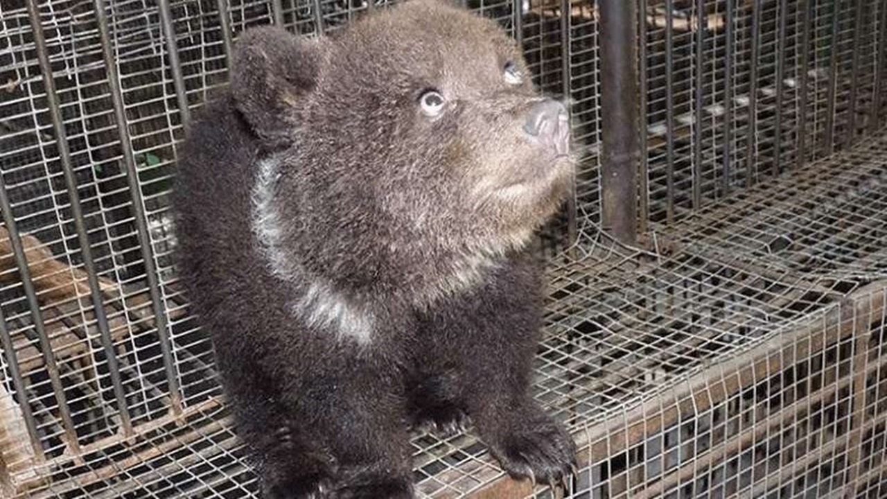 orso dello zoo cucciolo