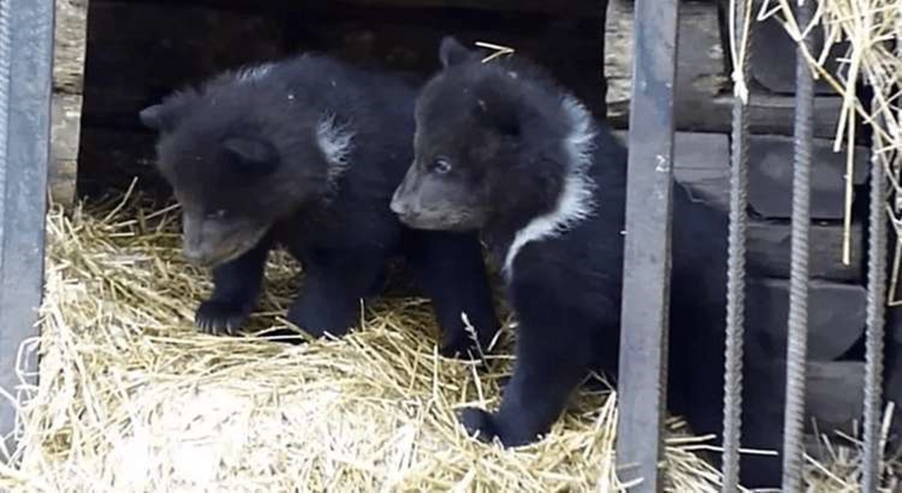 orso dello zoo cuccioli