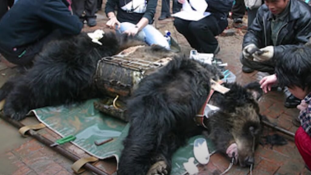 orso in fattoria della bile