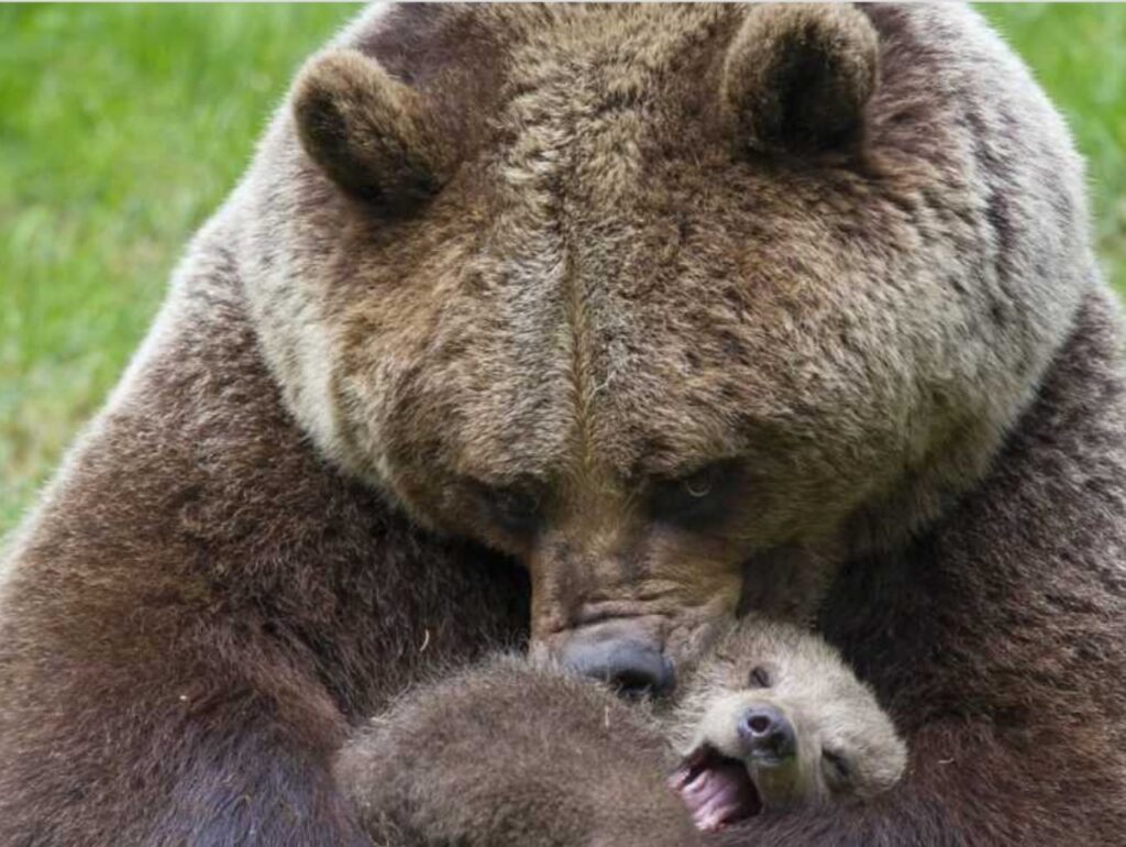 Cucciolo di orso con una scheggia nella zampa