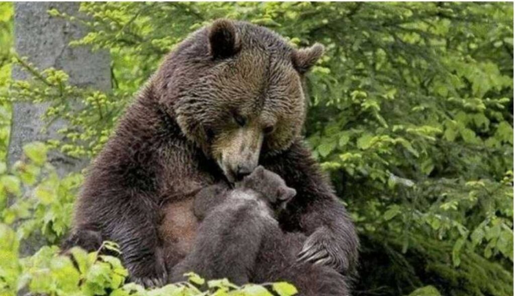 Cucciolo di orso con una scheggia nella zampa